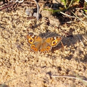 Junonia villida at Bournda, NSW - 9 Mar 2019