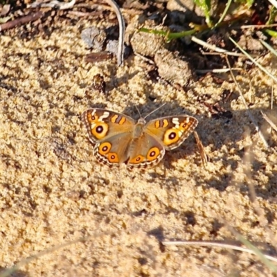 Junonia villida (Meadow Argus) at Bournda, NSW - 9 Mar 2019 by RossMannell