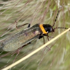 Chauliognathus lugubris (Plague Soldier Beetle) at Sullivans Creek, O'Connor - 12 Mar 2019 by jb2602
