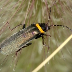 Chauliognathus lugubris at O'Connor, ACT - 13 Mar 2019 10:49 AM