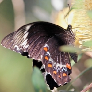 Papilio aegeus at Bournda, NSW - 9 Mar 2019 05:00 PM