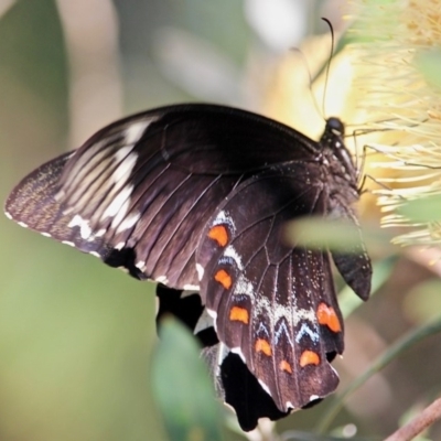 Papilio aegeus (Orchard Swallowtail, Large Citrus Butterfly) at Bournda Environment Education Centre - 9 Mar 2019 by RossMannell