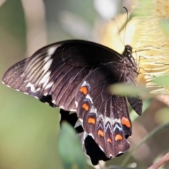 Papilio aegeus (Orchard Swallowtail, Large Citrus Butterfly) at Bournda, NSW - 9 Mar 2019 by RossMannell