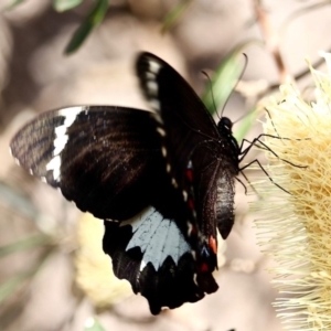 Papilio aegeus at Bournda, NSW - 9 Mar 2019