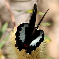 Papilio aegeus at Bournda, NSW - 9 Mar 2019 05:00 PM