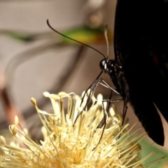 Papilio aegeus at Bournda, NSW - 9 Mar 2019 05:00 PM