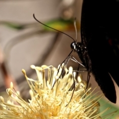 Papilio aegeus at Bournda, NSW - 9 Mar 2019