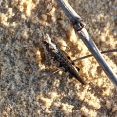 Pycnostictus seriatus (Common Bandwing) at Bournda, NSW - 9 Mar 2019 by RossMannell