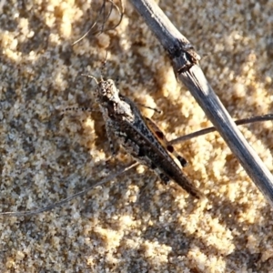 Pycnostictus seriatus at Bournda, NSW - 9 Mar 2019 05:54 PM