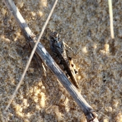 Pycnostictus seriatus at Bournda, NSW - 9 Mar 2019