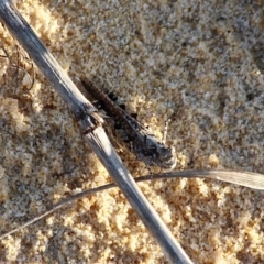 Pycnostictus seriatus at Bournda, NSW - 9 Mar 2019 05:54 PM