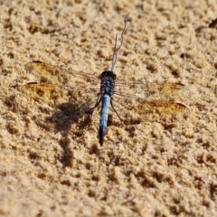 Orthetrum caledonicum (Blue Skimmer) at Bournda Environment Education Centre - 9 Mar 2019 by RossMannell