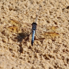 Orthetrum caledonicum (Blue Skimmer) at Bournda, NSW - 9 Mar 2019 by RossMannell