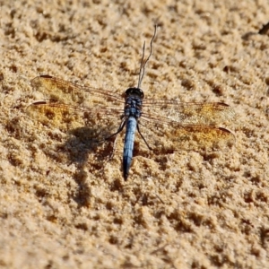 Orthetrum caledonicum at Bournda, NSW - 9 Mar 2019