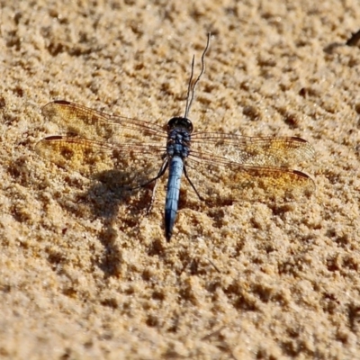 Orthetrum caledonicum (Blue Skimmer) at Bournda National Park - 9 Mar 2019 by RossMannell