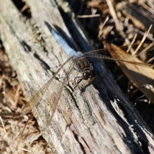 Orthetrum caledonicum at Bournda, NSW - 9 Mar 2019