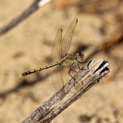 Orthetrum caledonicum (Blue Skimmer) at Bournda National Park - 9 Mar 2019 by RossMannell