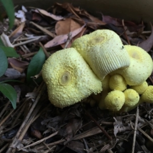 Leucocoprinus birnbaumii at Hackett, ACT - 22 Mar 2019 01:43 PM