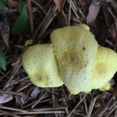 Leucocoprinus birnbaumii at Hackett, ACT - 22 Mar 2019 01:43 PM