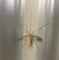Ptilogyna sp. (genus) (A crane fly) at Hackett, ACT - 21 Mar 2019 by WalterEgo