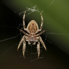 Hortophora sp. (genus) (Garden orb weaver) at Acton, ACT - 21 Mar 2019 by AlisonMilton