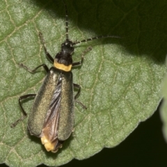 Chauliognathus lugubris (Plague Soldier Beetle) at Acton, ACT - 21 Mar 2019 by AlisonMilton