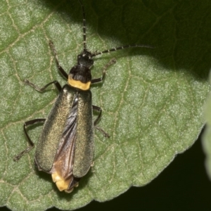 Chauliognathus lugubris at Acton, ACT - 21 Mar 2019 05:18 PM