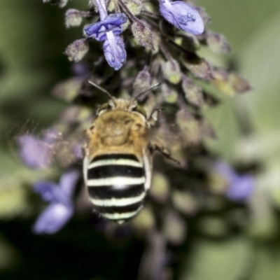 Amegilla (Zonamegilla) asserta (Blue Banded Bee) at ANBG - 21 Mar 2019 by AlisonMilton
