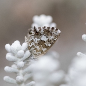 Theclinesthes serpentata at Hackett, ACT - 21 Mar 2019