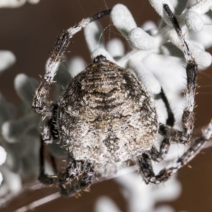 Socca pustulosa at Hackett, ACT - 21 Mar 2019 05:45 PM