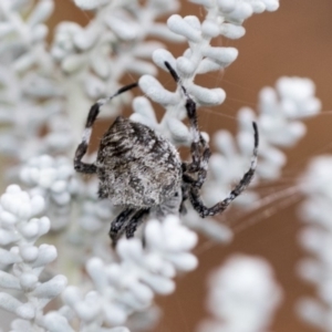 Socca pustulosa at Hackett, ACT - 21 Mar 2019 05:45 PM