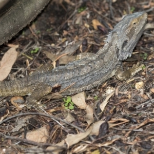 Pogona barbata at Acton, ACT - 21 Mar 2019