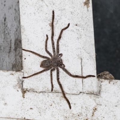 Isopeda (genus) (Huntsman Spider) at Acton, ACT - 21 Mar 2019 by AlisonMilton
