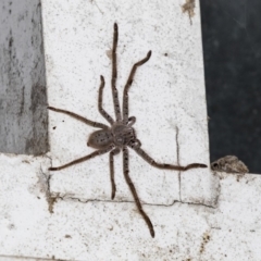 Isopeda sp. (genus) (Huntsman Spider) at Acton, ACT - 21 Mar 2019 by AlisonMilton