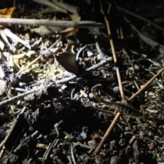 Lychas marmoreus (Little Marbled Scorpion) at Ainslie, ACT - 22 Mar 2019 by Caitlinplatt