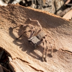 Isopeda (genus) (Huntsman Spider) at Higgins, ACT - 21 Mar 2019 by AlisonMilton