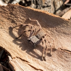 Isopeda sp. (genus) at Higgins, ACT - 21 Mar 2019 08:38 AM