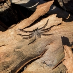 Isopeda sp. (genus) at Higgins, ACT - 21 Mar 2019 08:38 AM