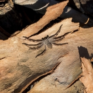 Isopeda sp. (genus) at Higgins, ACT - 21 Mar 2019 08:38 AM