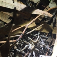 Tasmanicosa godeffroyi (Garden Wolf Spider) at Mount Ainslie - 21 Mar 2019 by Caitlinplatt