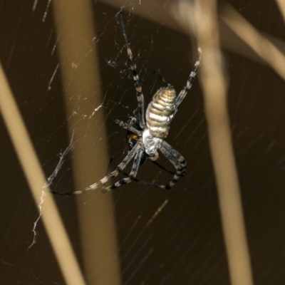 Argiope trifasciata (Banded orb weaver) at Hackett, ACT - 21 Mar 2019 by AlisonMilton