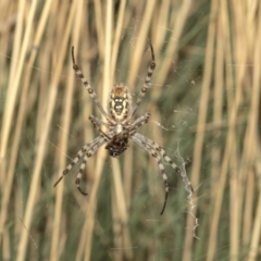 Argiope trifasciata at Hackett, ACT - 21 Mar 2019