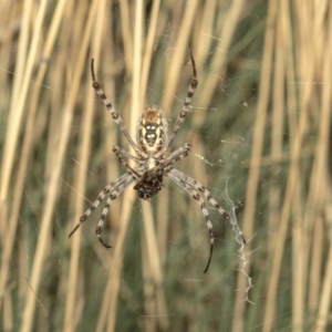 Argiope trifasciata at Hackett, ACT - 21 Mar 2019 03:42 PM