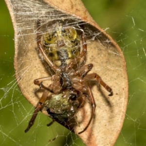 Phonognatha graeffei at Acton, ACT - 21 Mar 2019