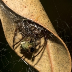 Phonognatha graeffei at Acton, ACT - 21 Mar 2019 05:17 PM