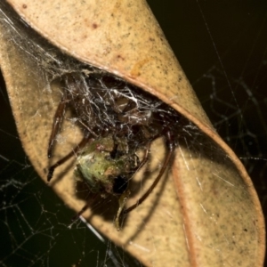 Phonognatha graeffei at Acton, ACT - 21 Mar 2019