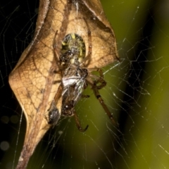 Phonognatha graeffei at Acton, ACT - 21 Mar 2019 05:17 PM