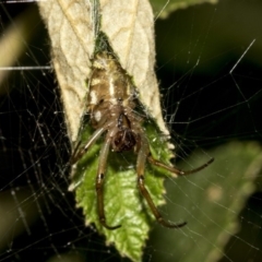 Phonognatha graeffei at Acton, ACT - 21 Mar 2019 05:17 PM