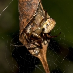 Phonognatha graeffei at Acton, ACT - 21 Mar 2019 05:17 PM