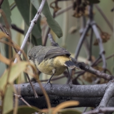 Acanthiza reguloides (Buff-rumped Thornbill) at Hawker, ACT - 10 Mar 2019 by AlisonMilton